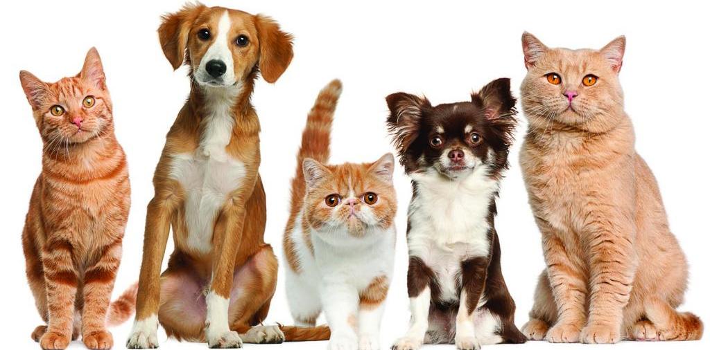 Доска объявлений о животных | ЗооТом - продажа, вязка и услуги для животных в Слюдянке