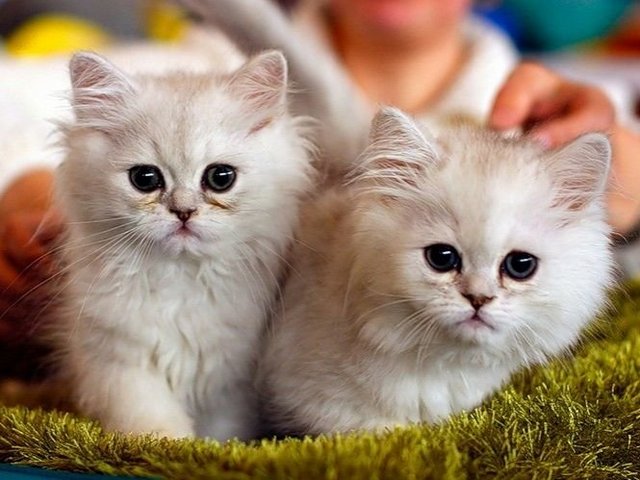 Породы кошек в Слюдянке | ЗооТом портал о животных
