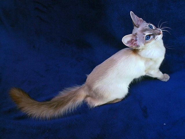 Выведенные породы кошек в Слюдянке | ЗооТом портал о животных