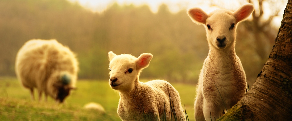 Объявления о сельскохозяйственных животных | ЗооТом - продажа, вязка и услуги для животных в Слюдянке