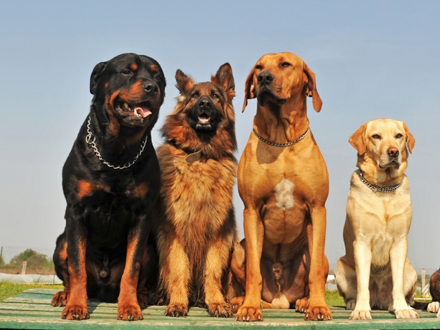 Крупные породы собак в Слюдянке | ЗооТом портал о животных
